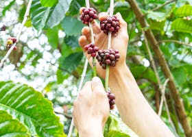 Hands holding and harvesting ripe coffee cherries directly from the branch outdoors.