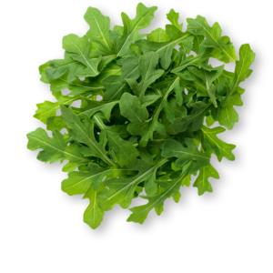 Arúgula
