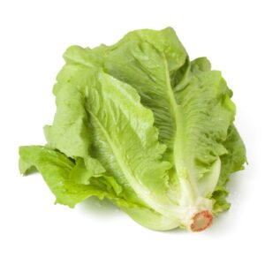 Lechuga