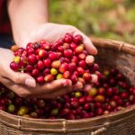 Close up hands harvest red seed in basket robusta arabica plant farm. Coffee plant farm woman Hands harvest raw coffee beans. Ripe Red berries plant fresh seed coffee tree growth in green eco farm